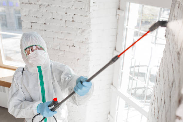 Mold Odor Removal Services in Fortuna Foothills, AZ